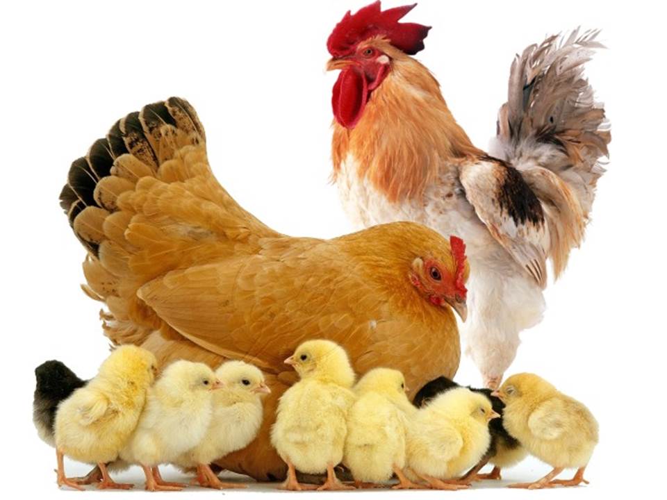 A Galinha O Galo E Seus Pintinhos O Amor Odebateon